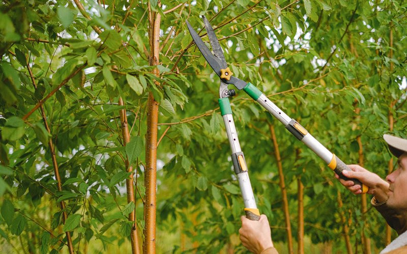 Tree trimming in Walla Walla, WA